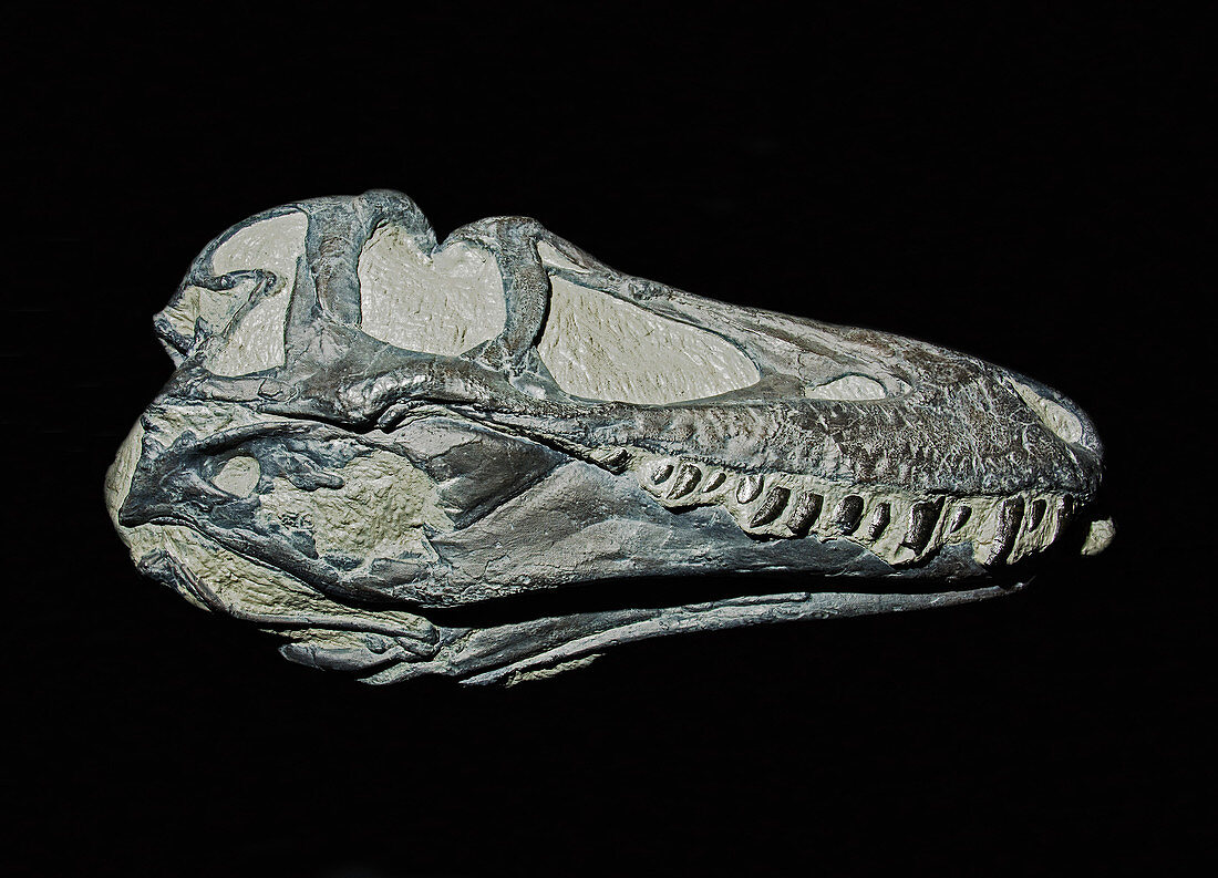 Daspletosaurus dinosaur skull