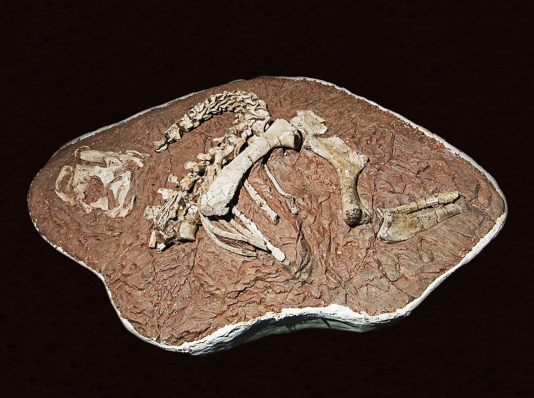 Tenontosaurus dinosaur fossil