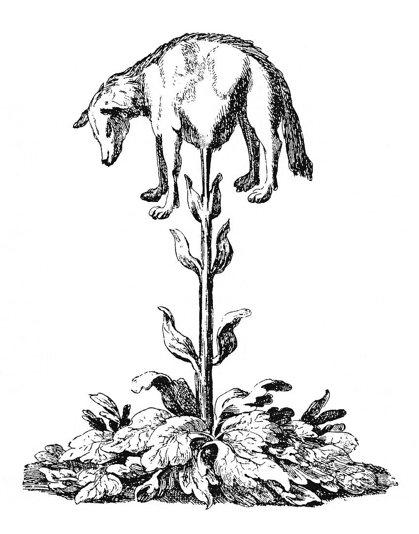 Vegetable Lamb of Tartary, 1696