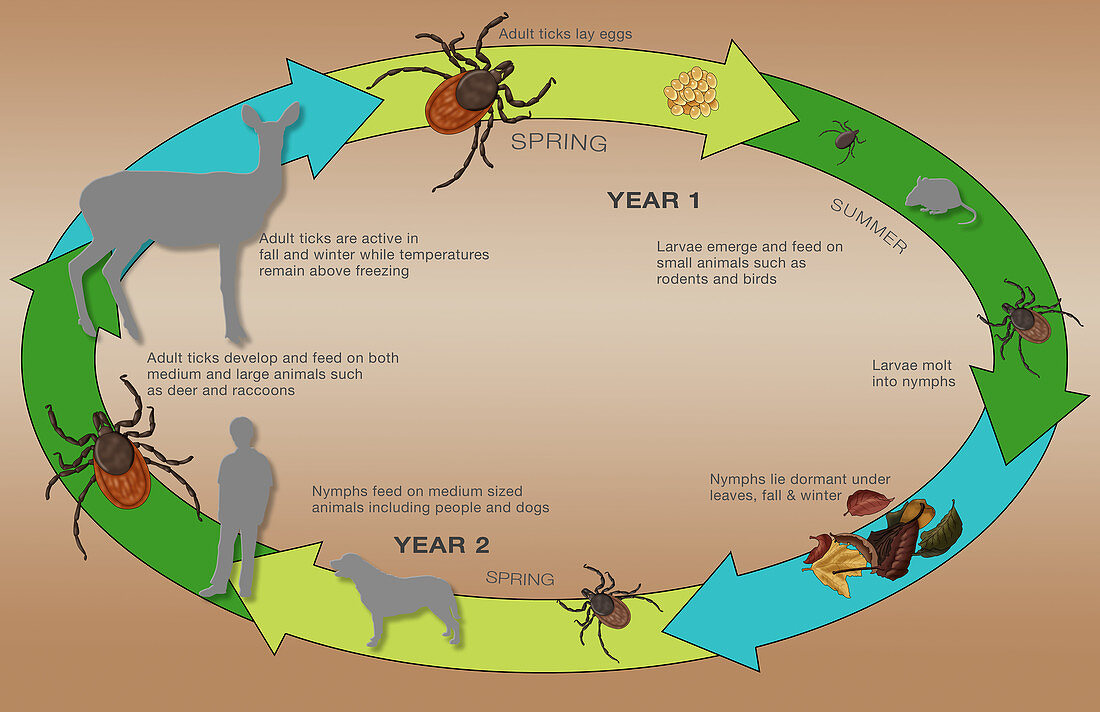 Life Cycle of the Black-legged Tick, Illustration