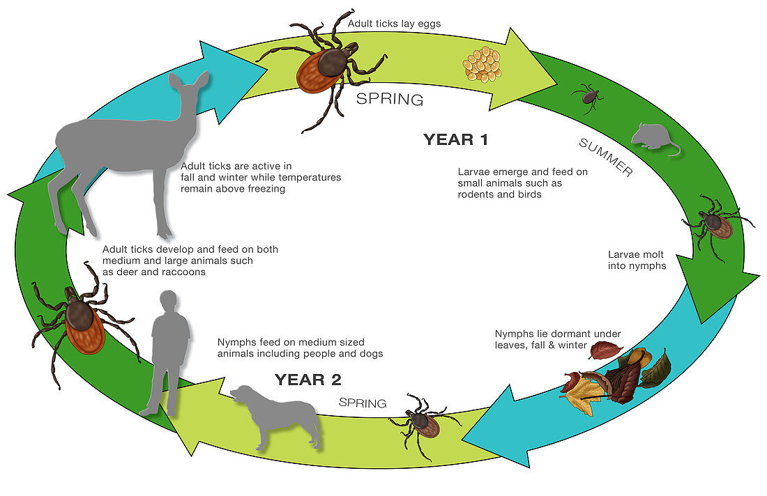 Life Cycle of the Black-legged Tick