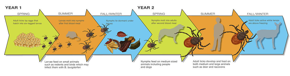 Life Stages of the Black-legged Tick, Illustration