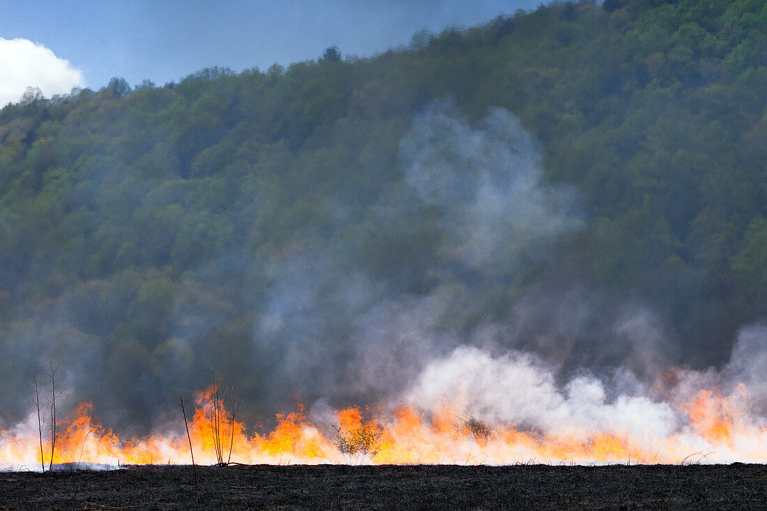 Prescribed Burn