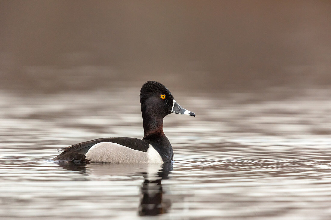 Ring-necked Duck Drake