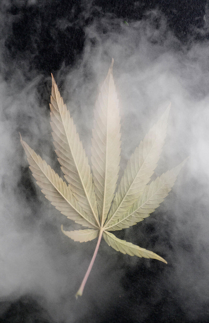 Marijuana leaf and smoke