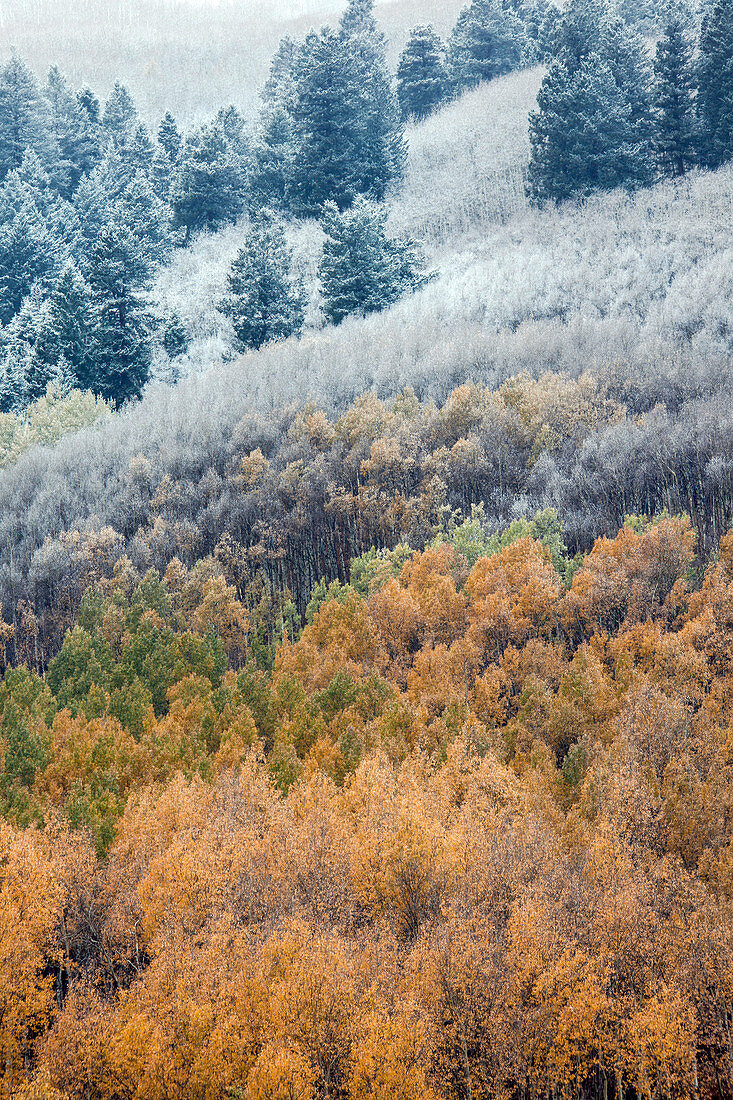 Autumn near Aspen