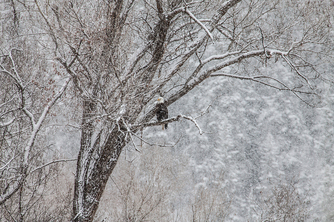 Bald Eagle in Snowy Tree