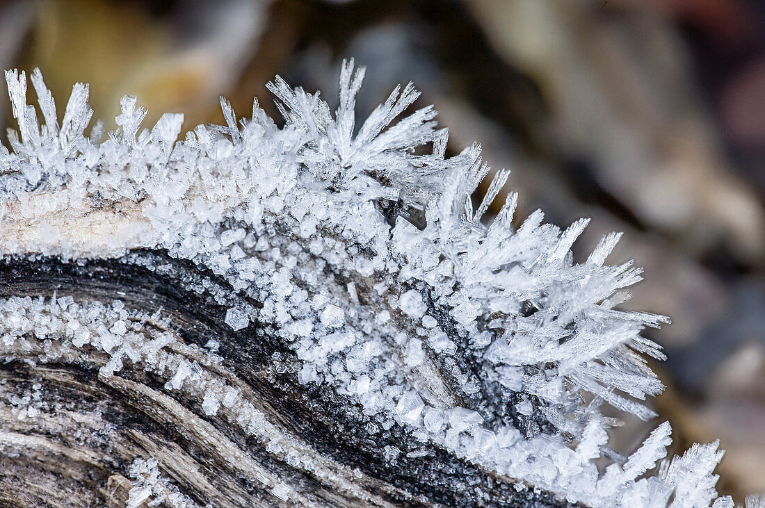 Frost on a Tree Branch