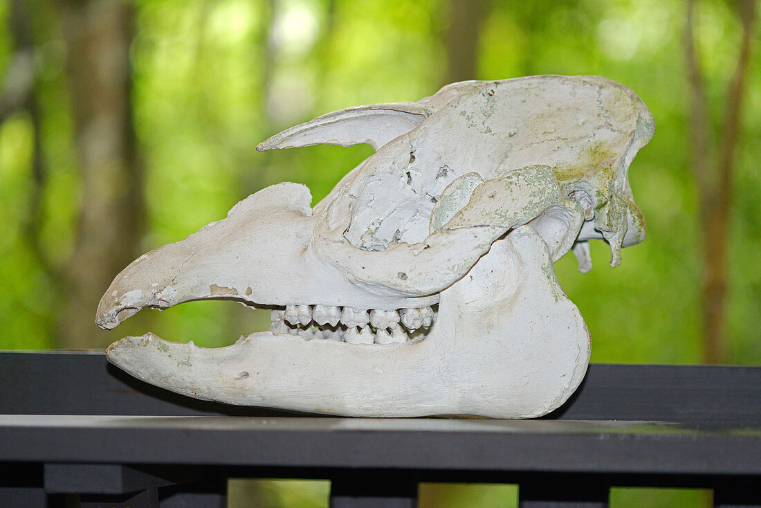 Tapir skull