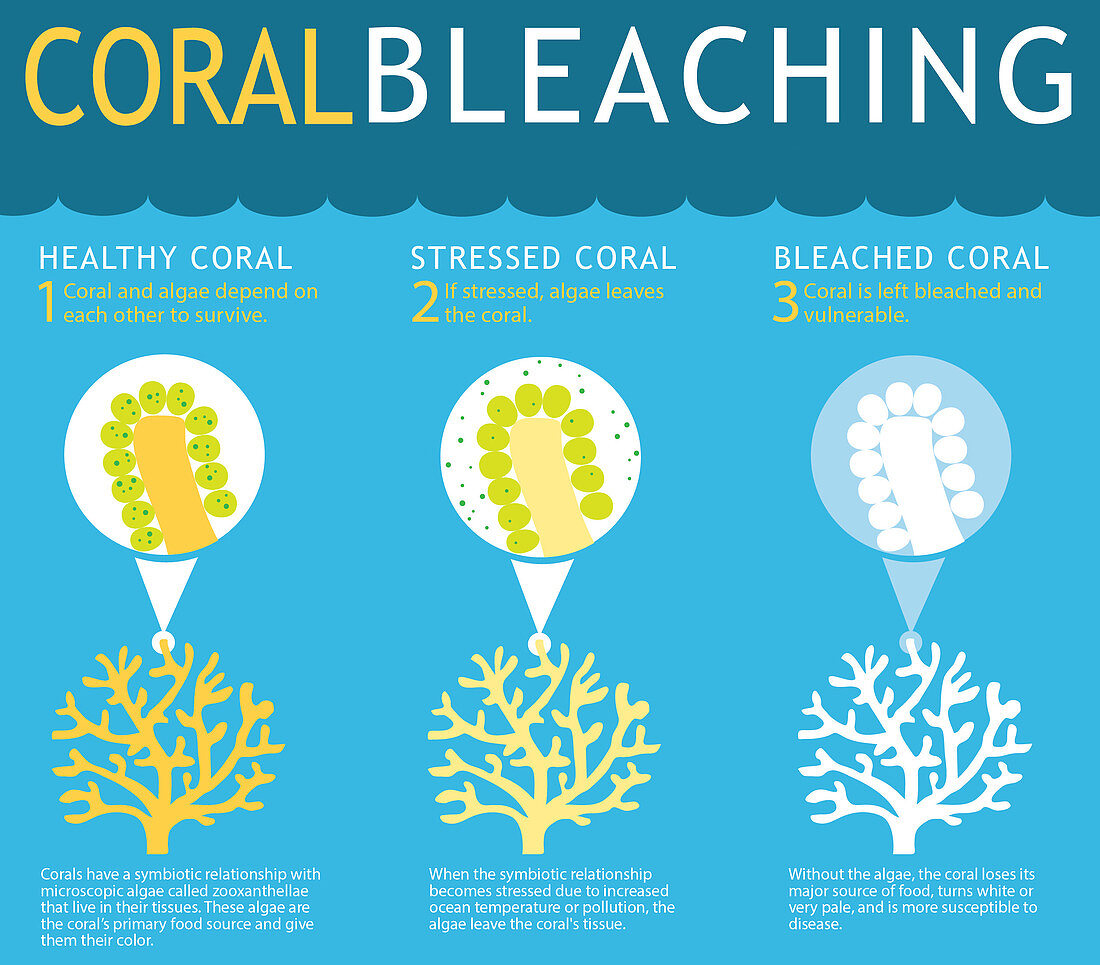 Coral Reef Bleaching Infographic