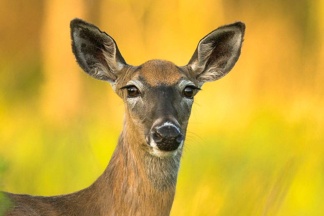 White-tailed doe in northern Wisconsin