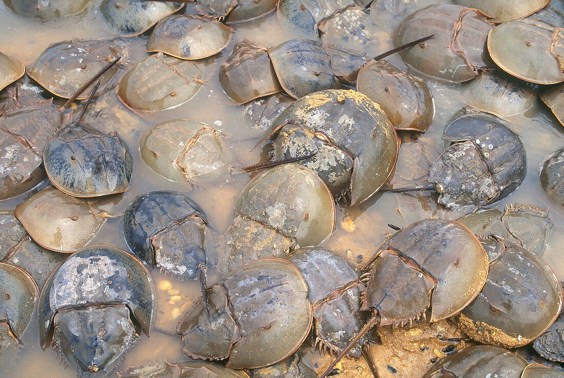 Horseshoe Crabs Spawning