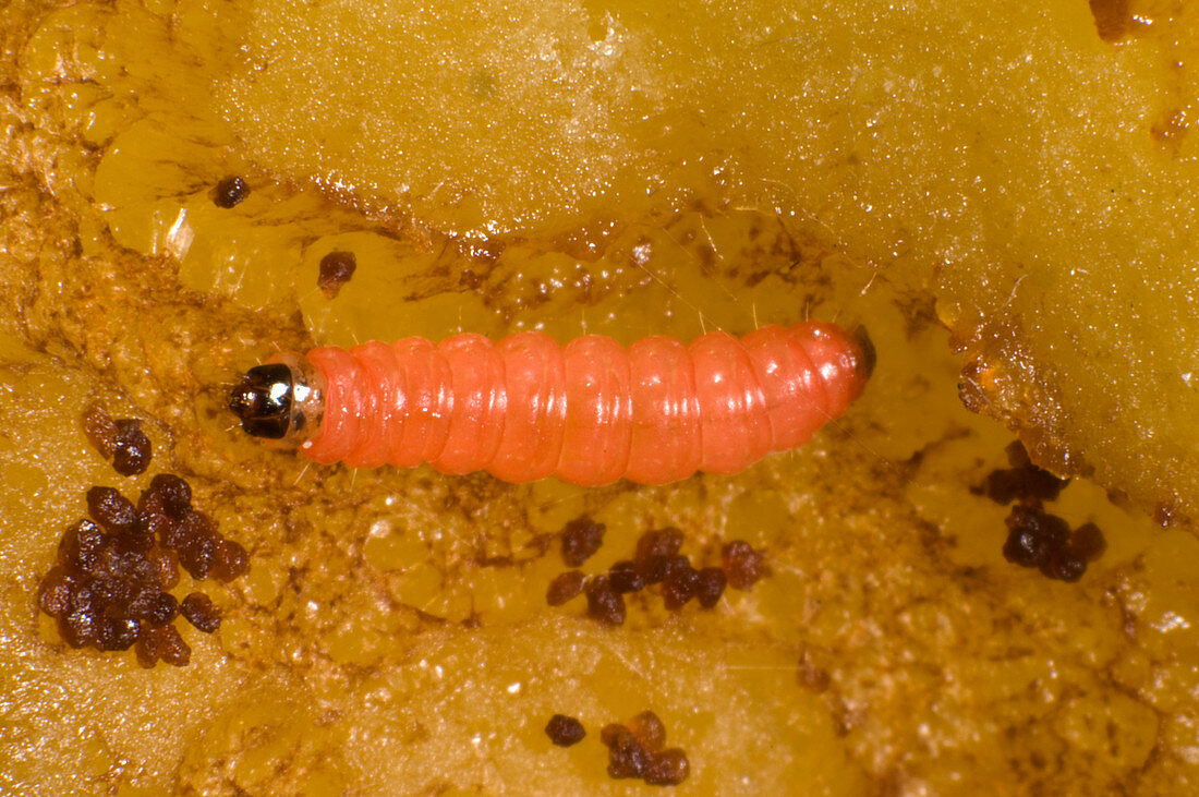 Plum fruit moth