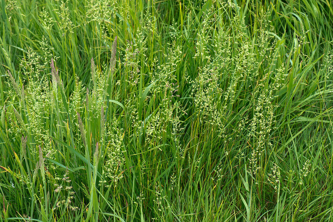 Smooth meadow-grass