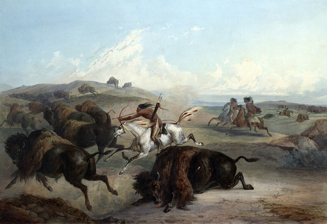 Native American Indian Bison Hunt, 1830s