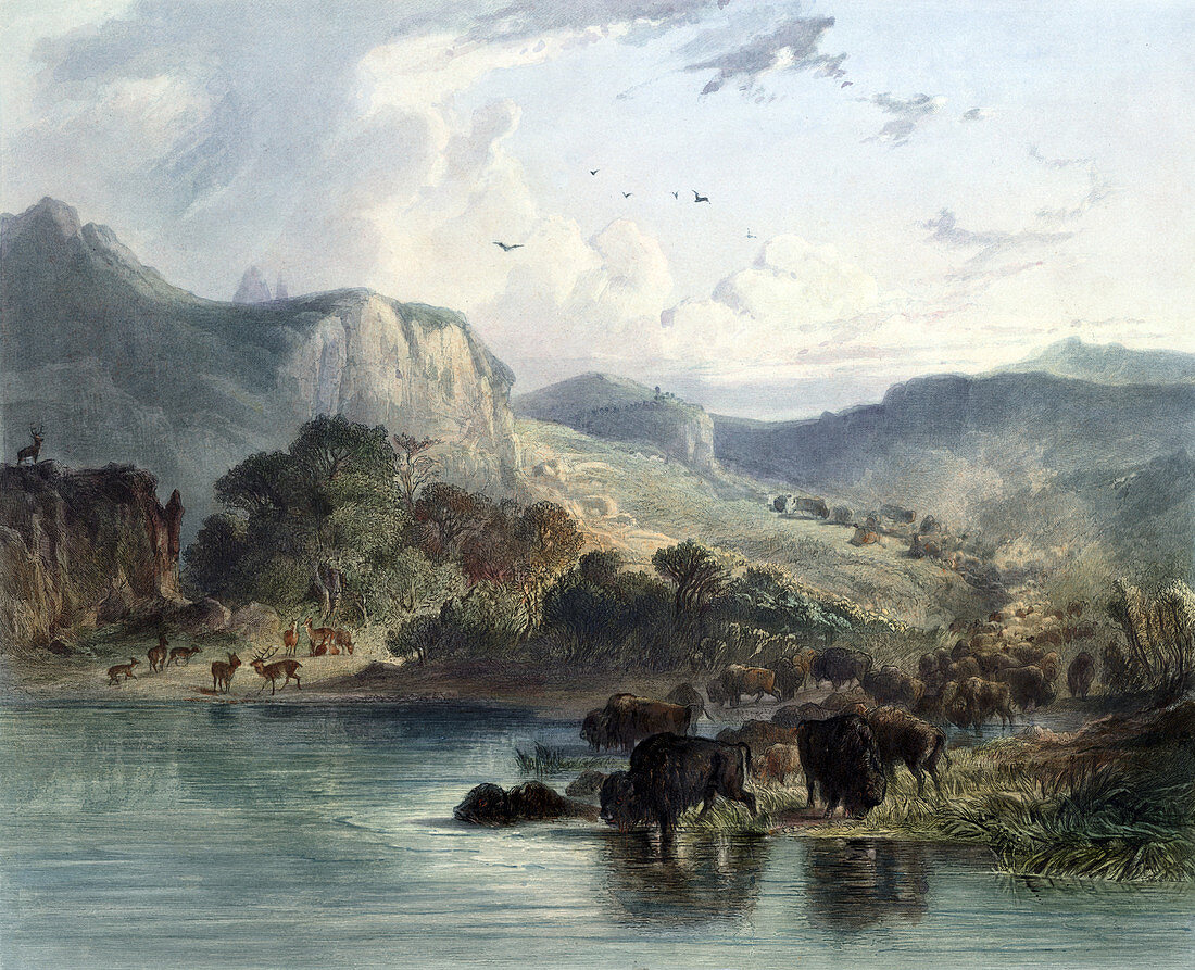 Herds of Elk and American Bison, Upper Missouri, 1830s