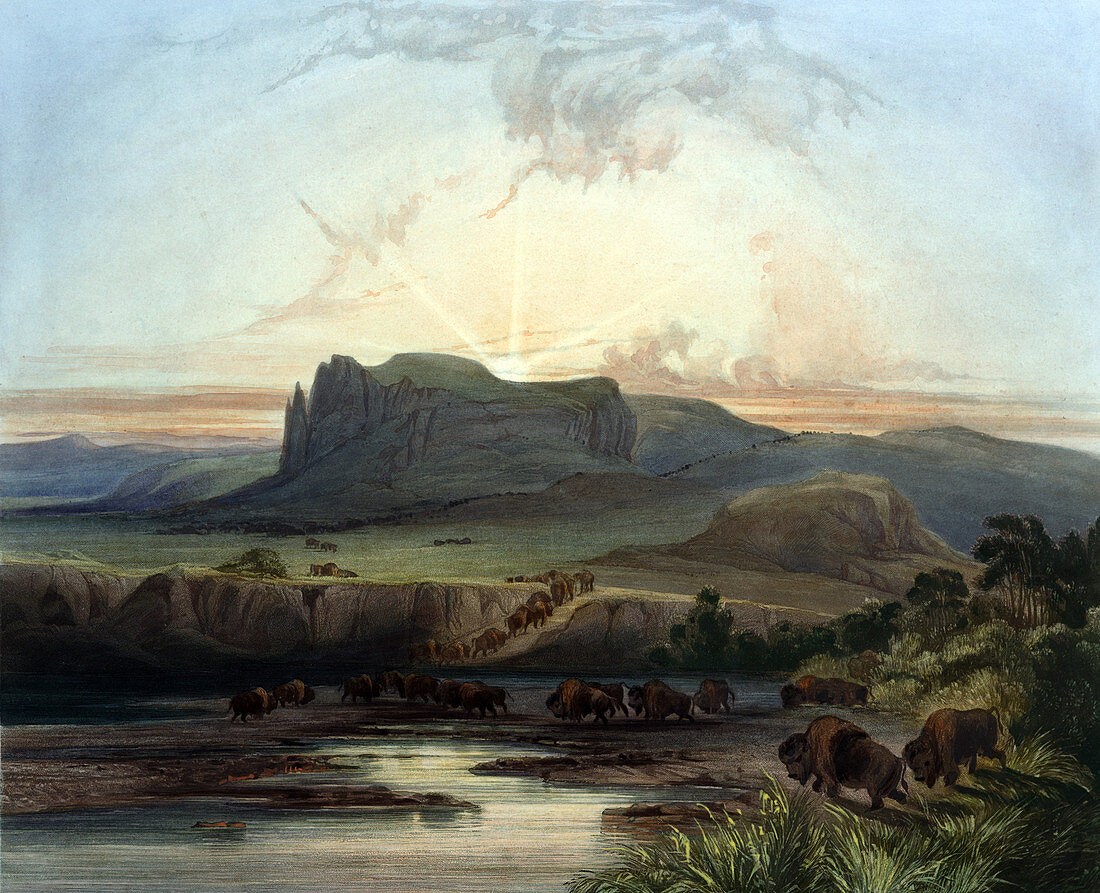 American Bison Herd, 1830s