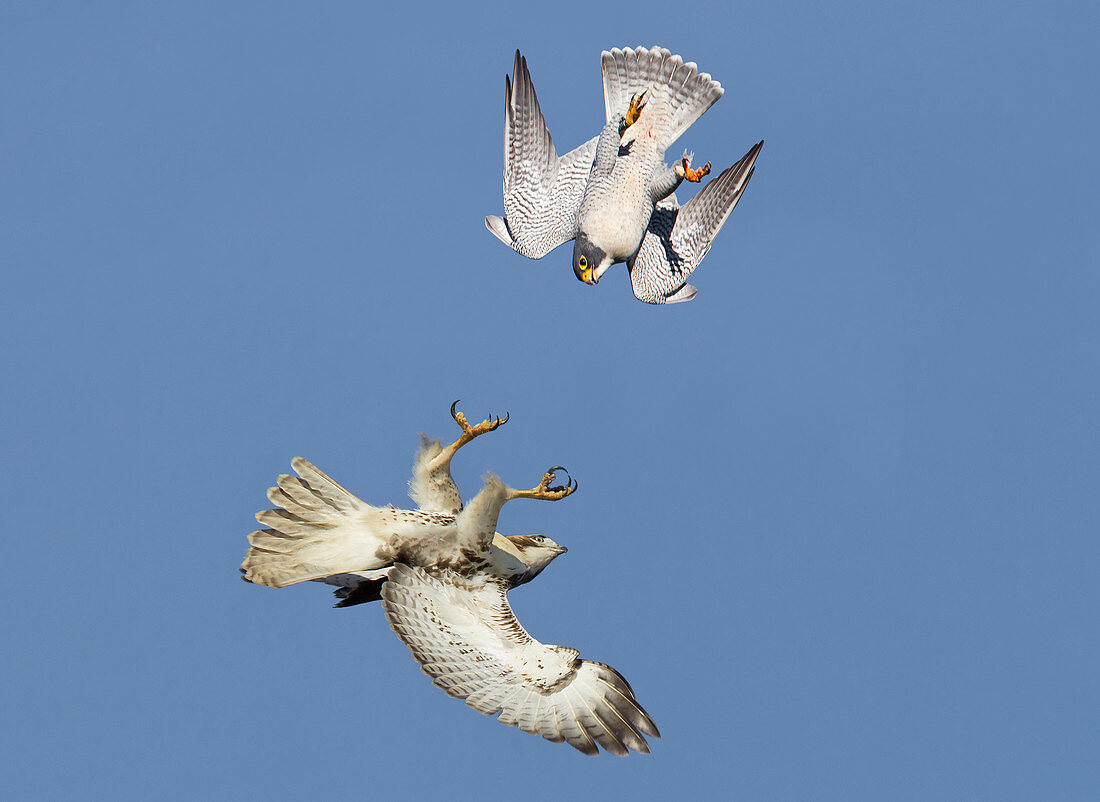 Red-tailed Hawk and Peregrine Falcon