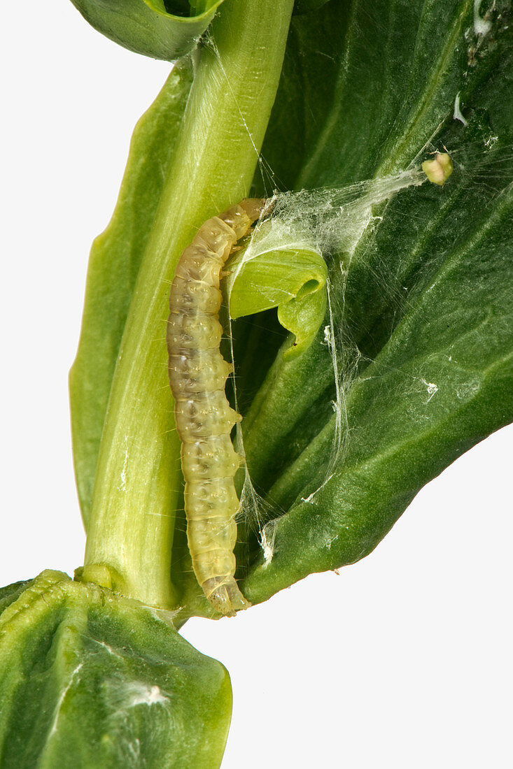 Carnation tortrix caterpillar