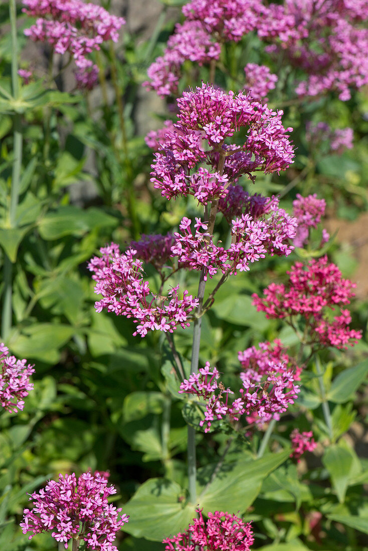 Red valerian flower