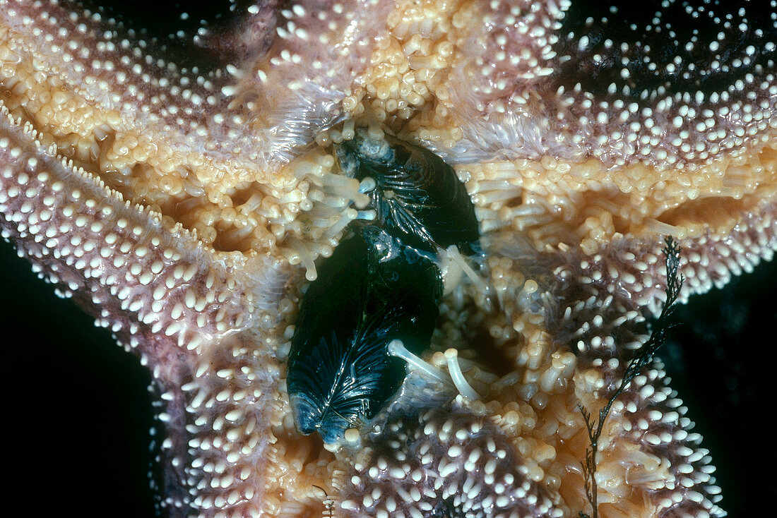 Starfish Feeding on Mussel