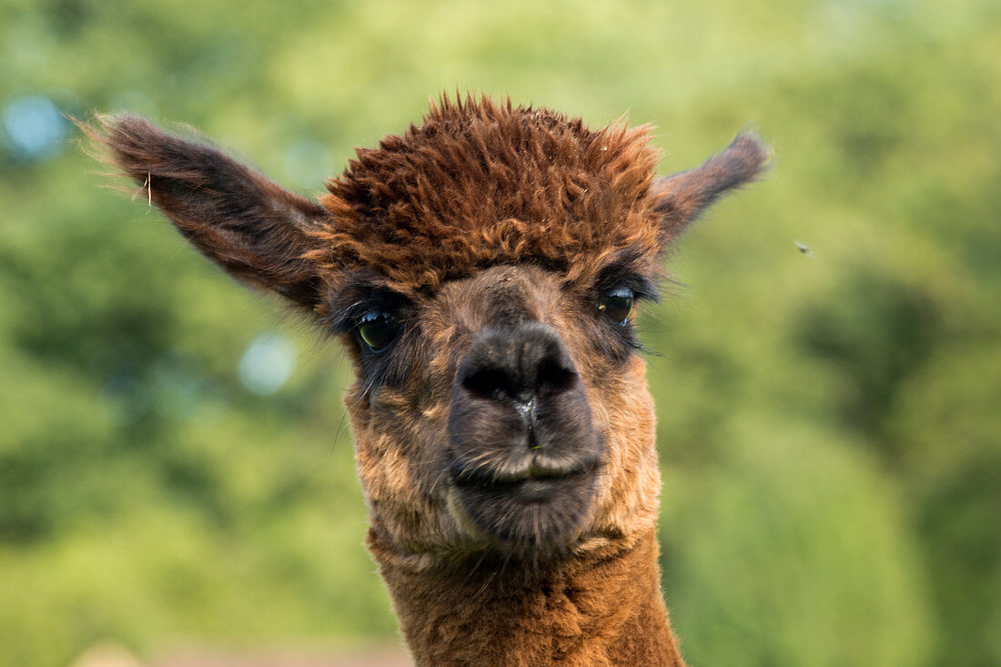 Brown male huacaya alpaca