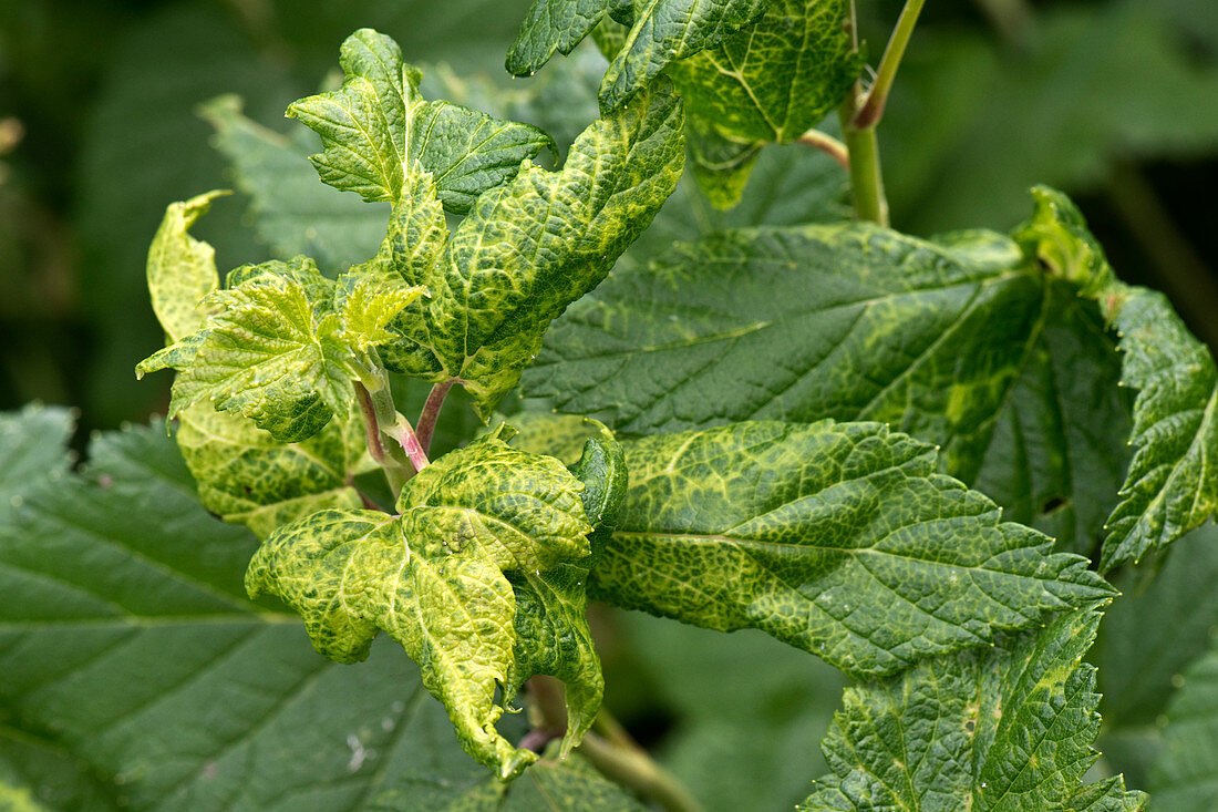 Currant-sowthistle aphid damage