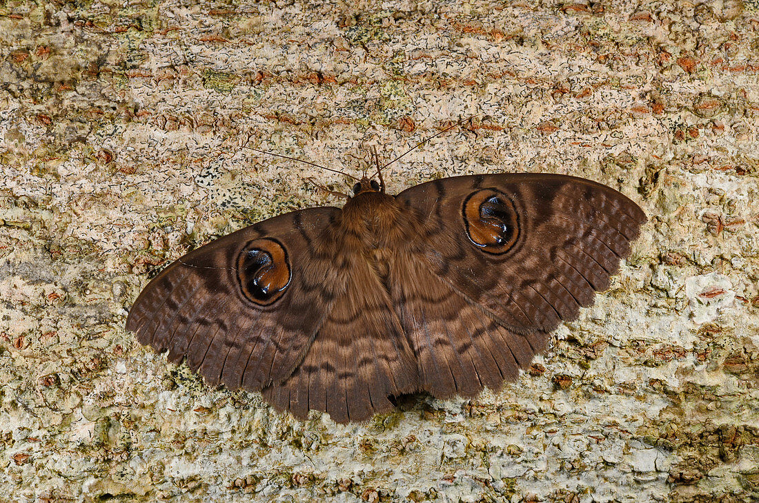 Madagascar Moth