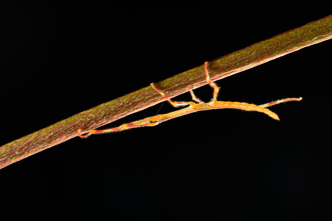 Madagascar Stick Insect