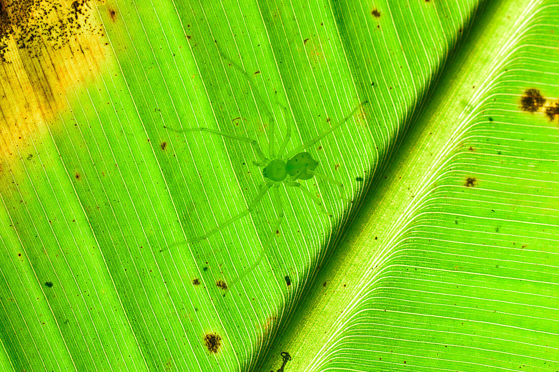 Green Crab Spider