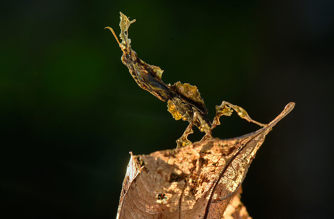 Ghost Mantis