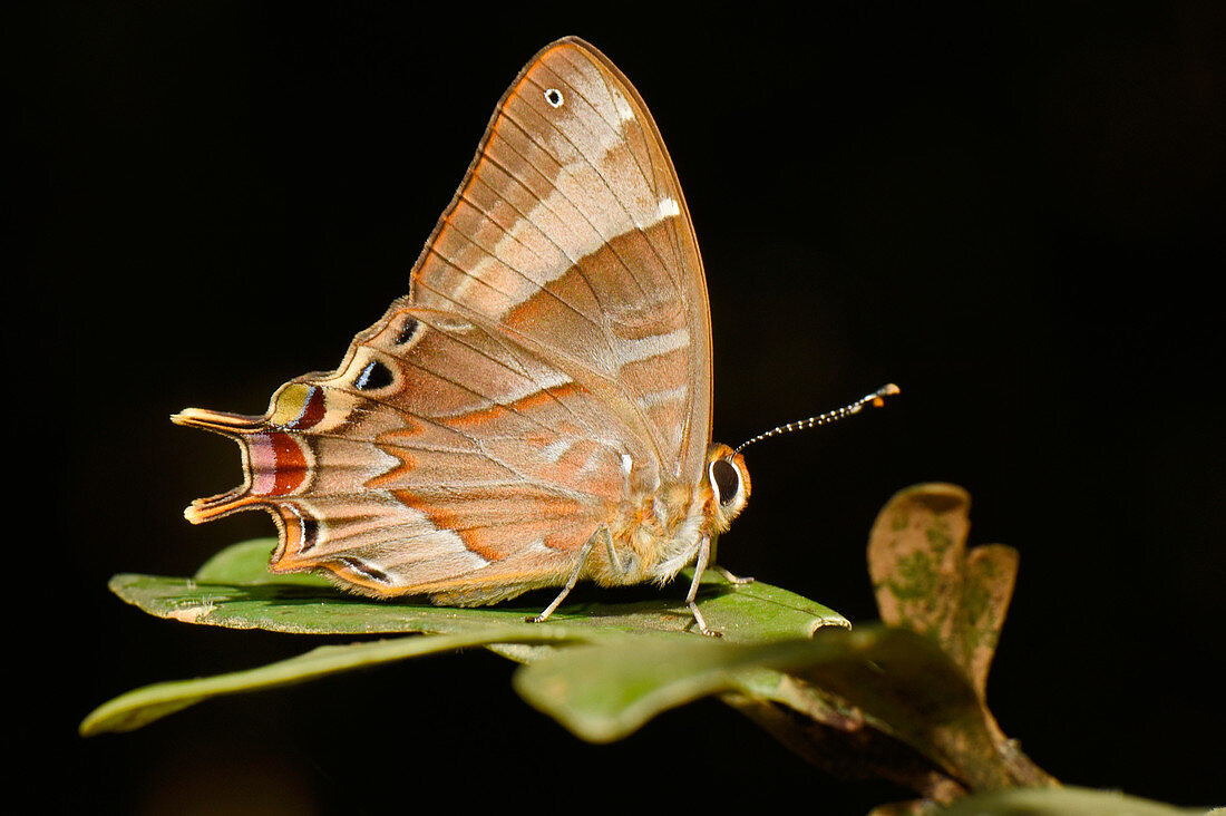 Double Headed butterfly