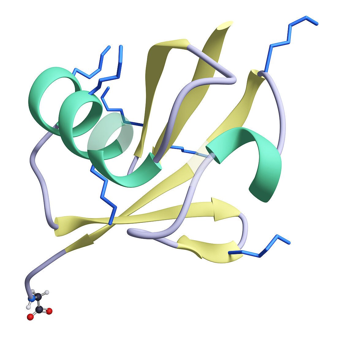 Ubiquitin, molecular model