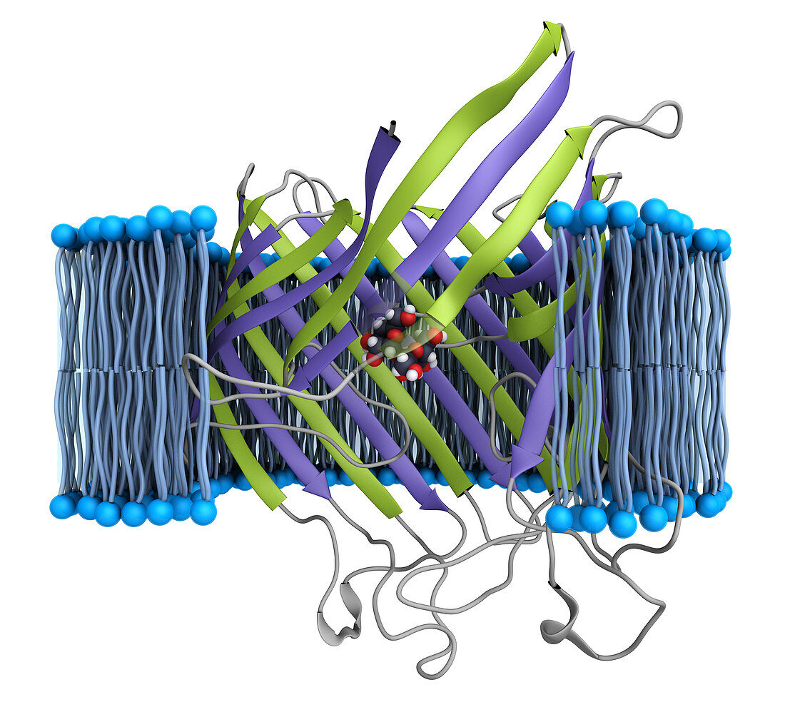 Maltoporin in a membrane