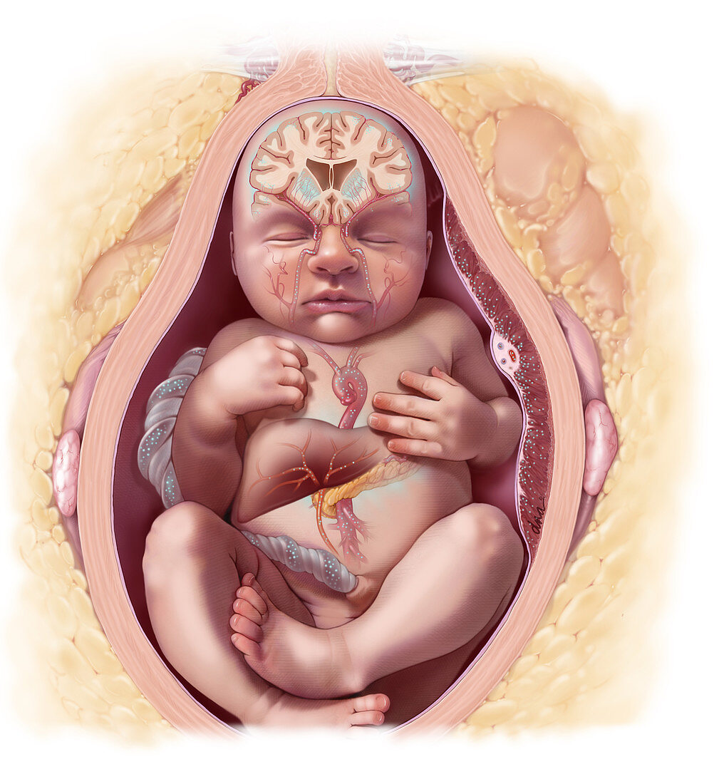 Foetal Neurological Development with Maternal Obesity