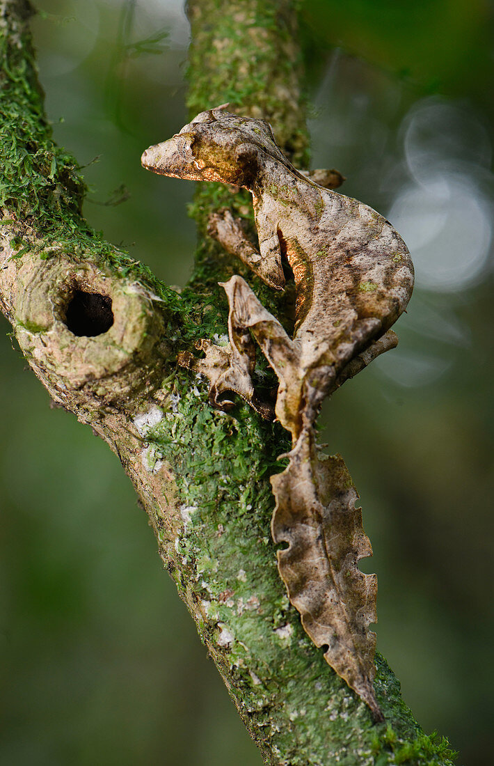 Leaf-tailed Gecko