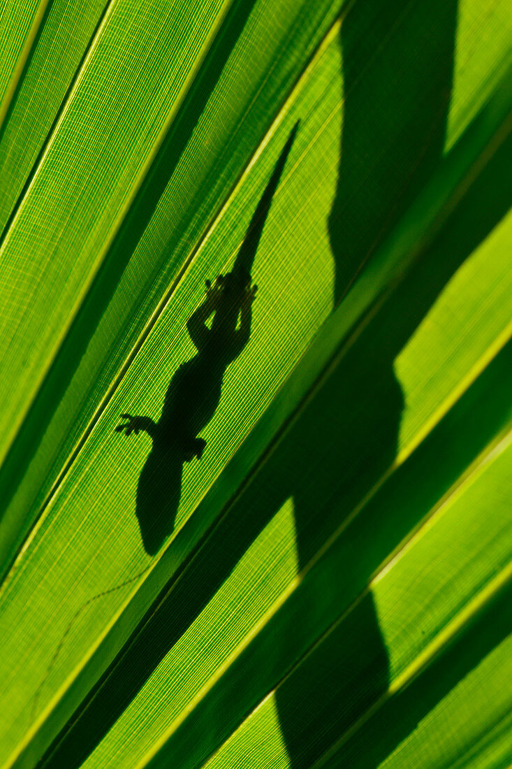 Day Gecko