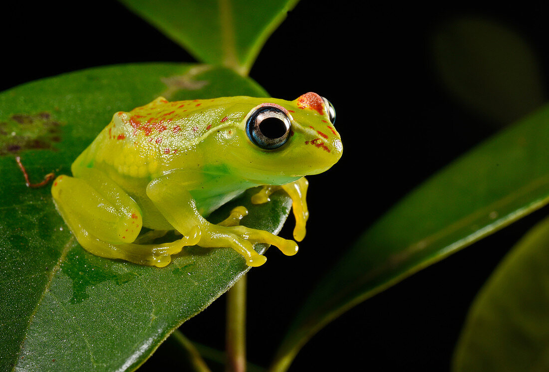 Madagascar Treefrog