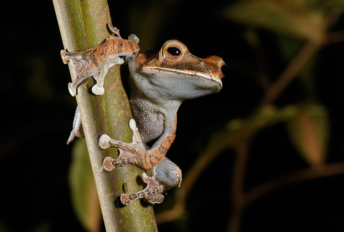Madagascar jumping Frog