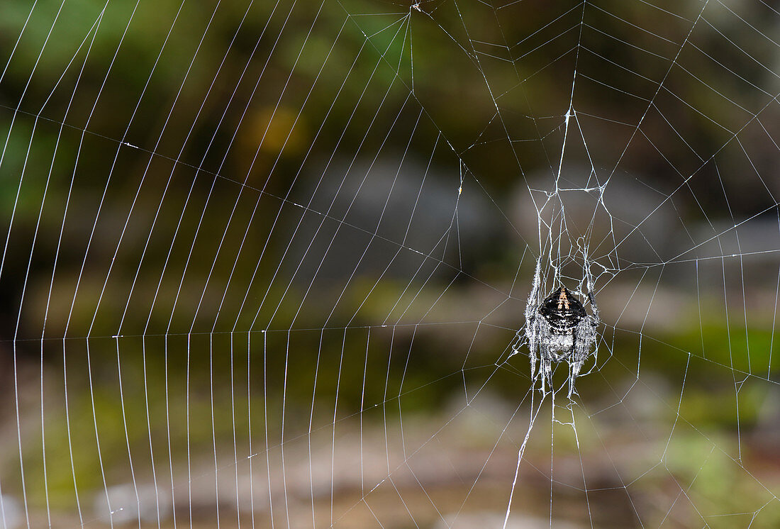 Darwin Spider