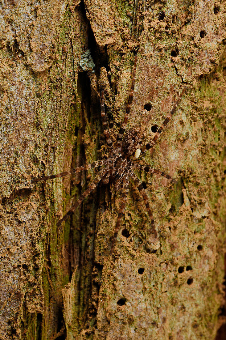 Wandering Spider with wasp parasite