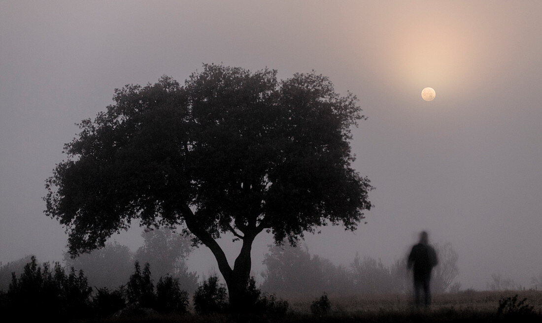 Moon in fog by tree
