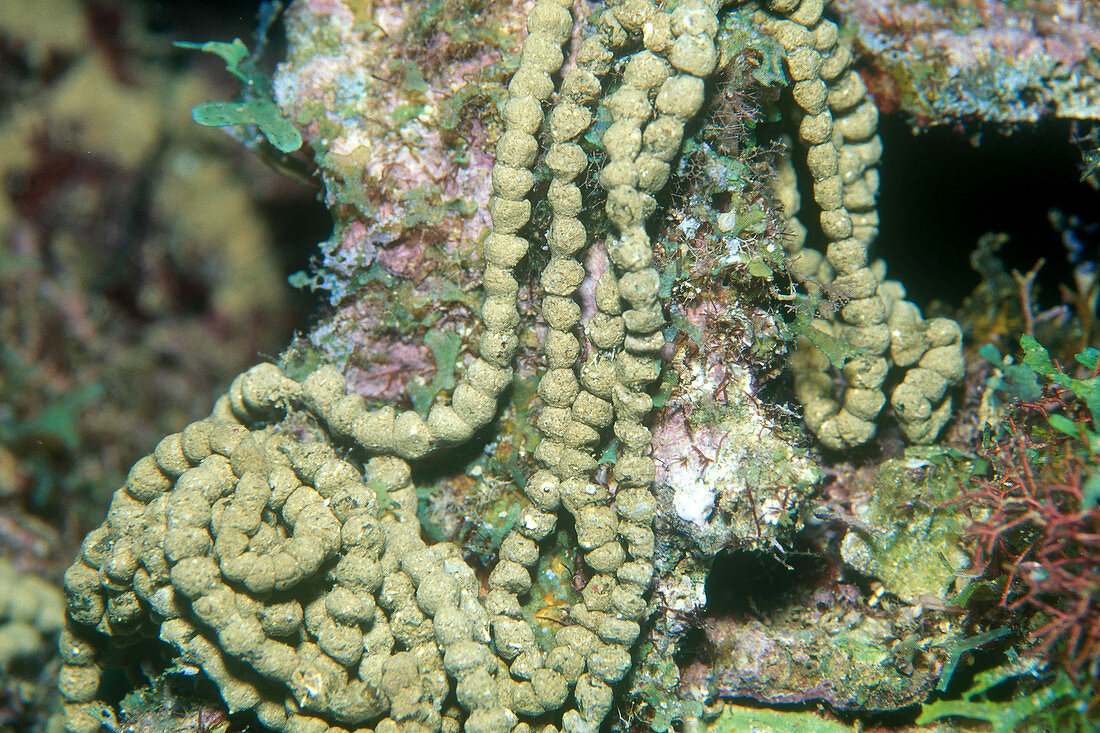 Sea Cucumber Excrement