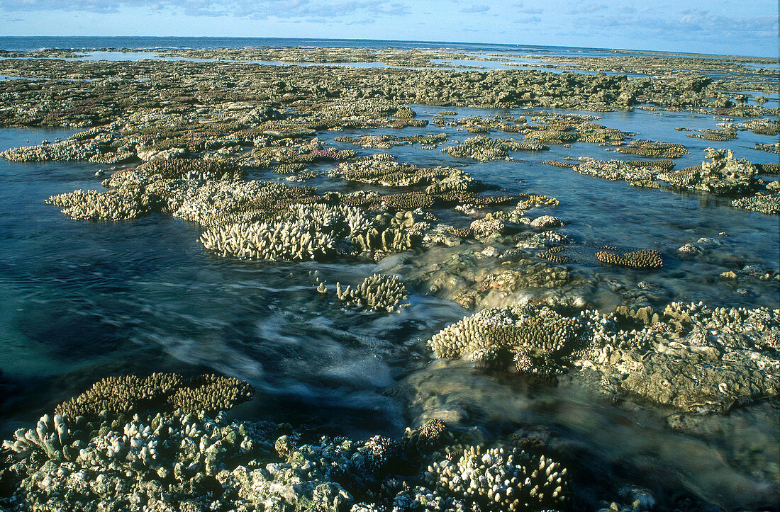 Reef Crest at Low Tide