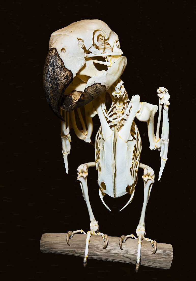 Hyacinth Macaw Skeleton