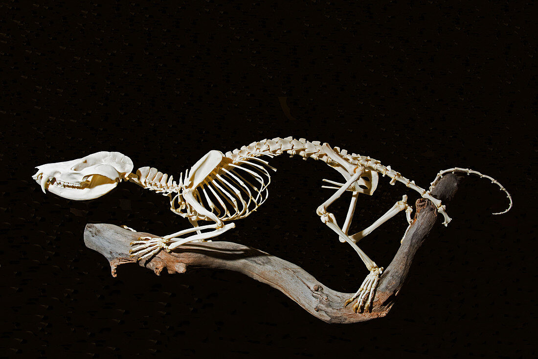 Virginia Opossum Skeleton