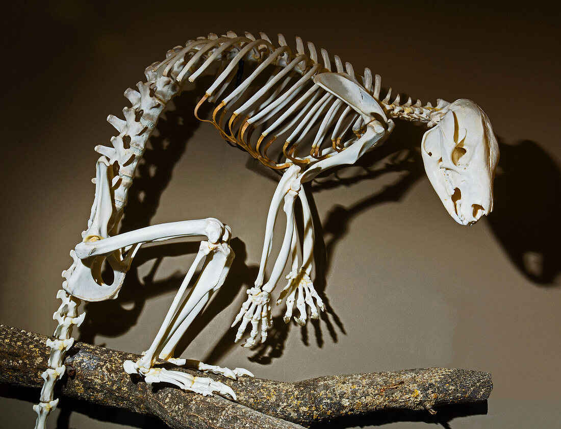 Matschies Tree Kangaroo Skeleton
