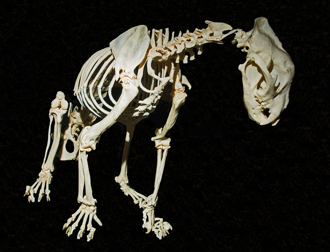 Jaguar Skeleton