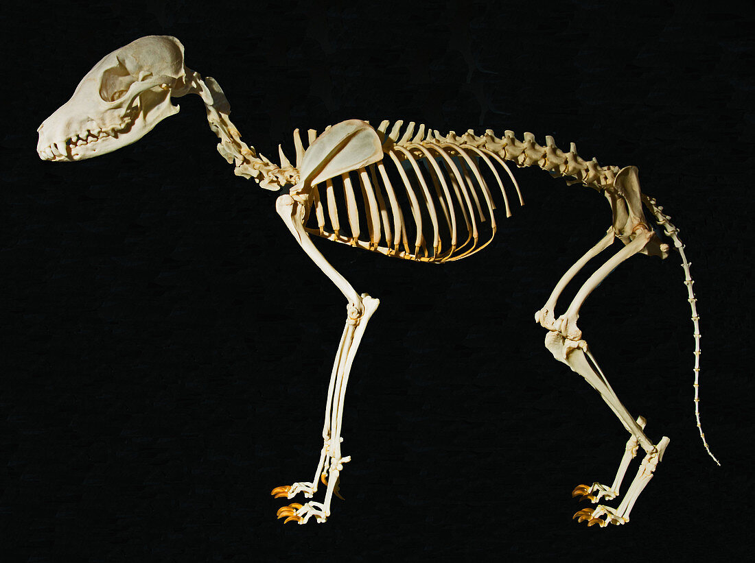 Black Tailed Jackel Skeleton