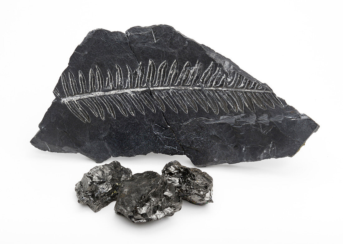 Coal and fossil